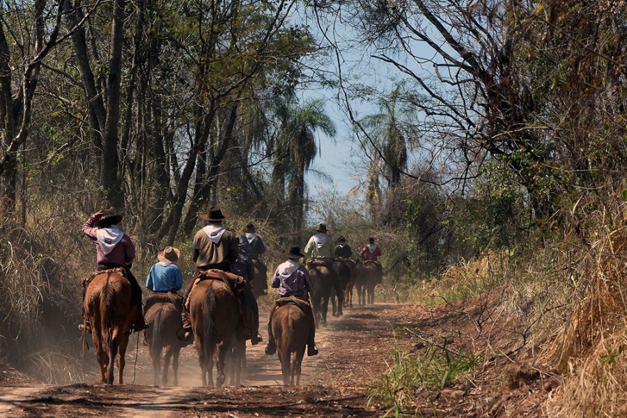 Comitivas rumo a Barretos resgatam tradição boiadeira