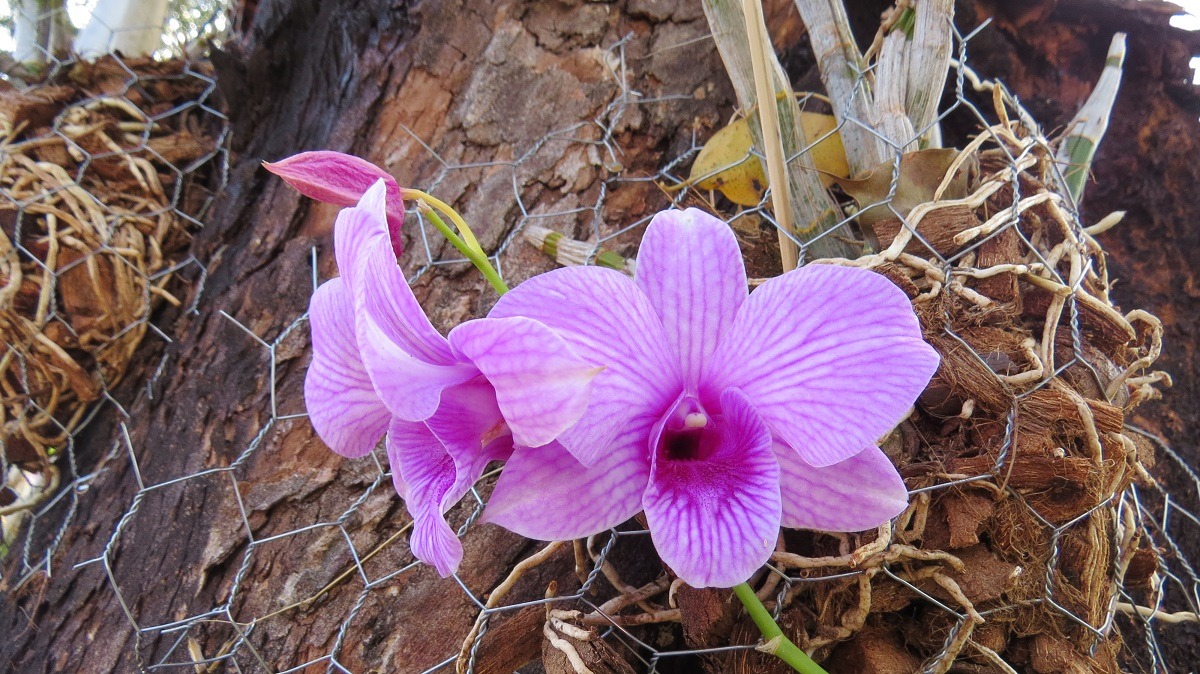 Parque do Peão terá Feira de Orquídeas